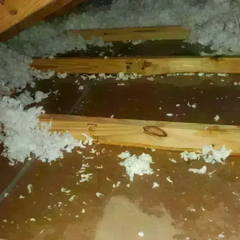 Attic Water Damage in Citrus County, FL