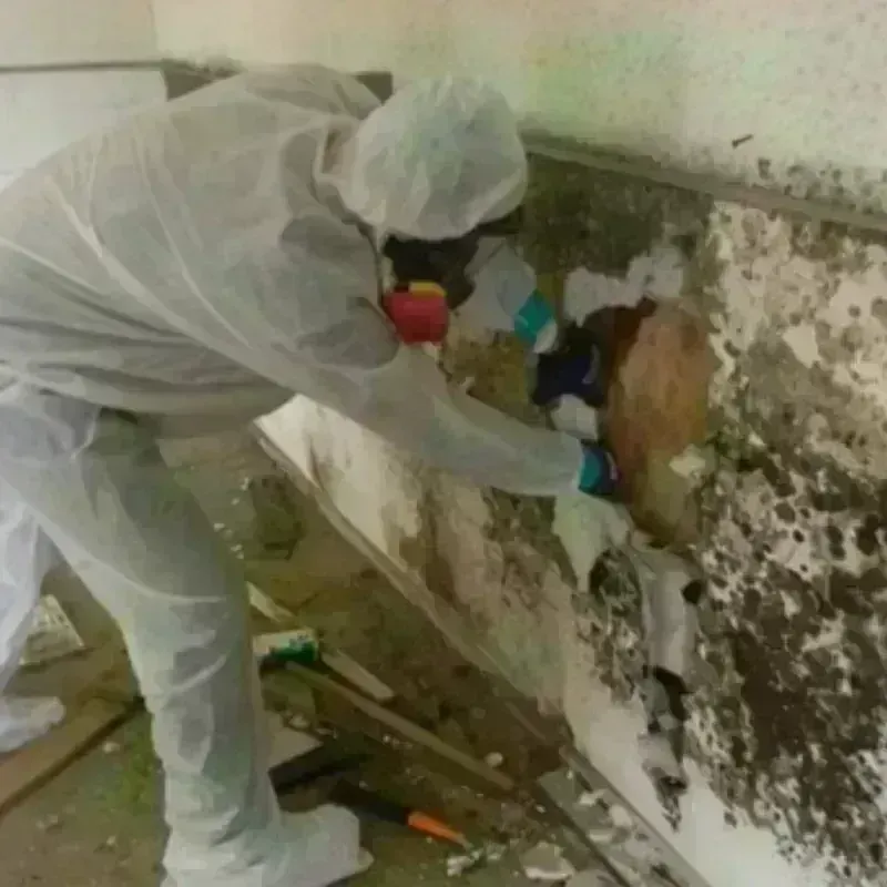 Mold Remediation and Removal in Citrus County, FL